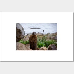 Standing Marmot Posters and Art